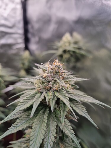 Growreport Bild 22