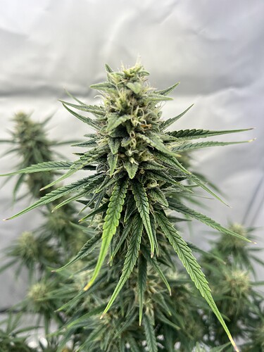 Growreport Bild 9
