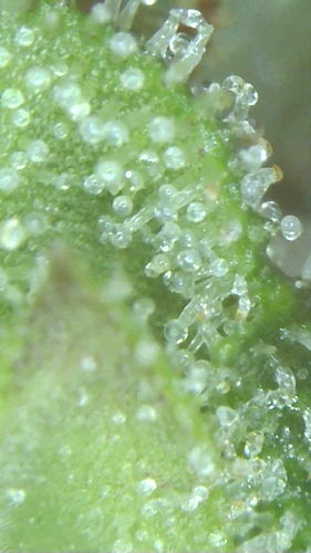 Growreport Bild 4