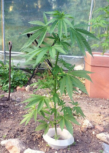 Growreport Bild 1