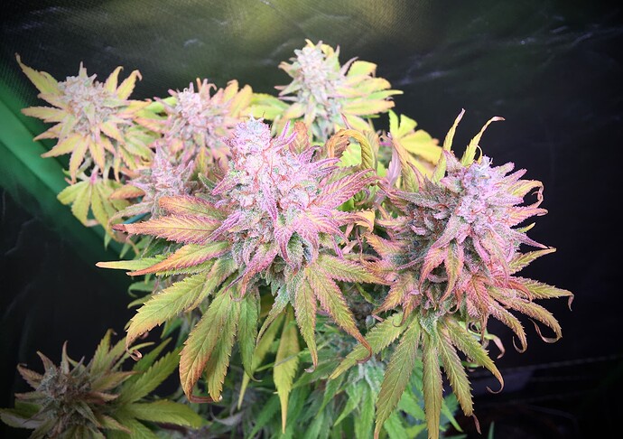 Growreport Bild 5