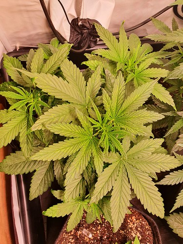 Growreport Bild 19