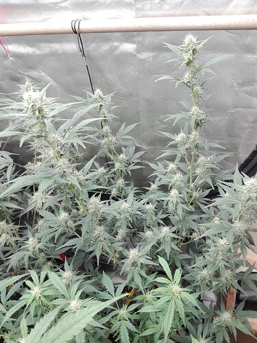 Growreport Bild 6