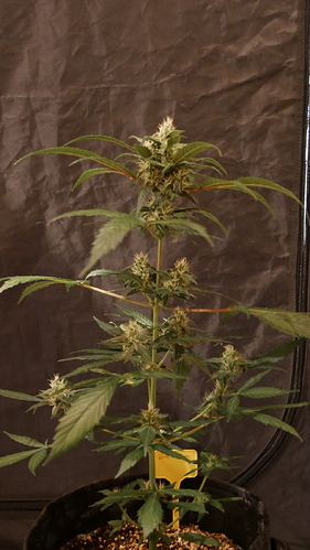 Growreport Bild 9