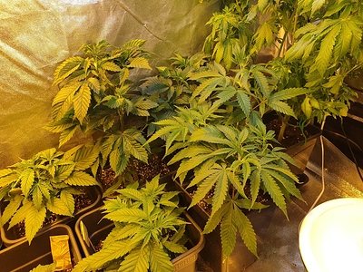 Growreport Bild 7