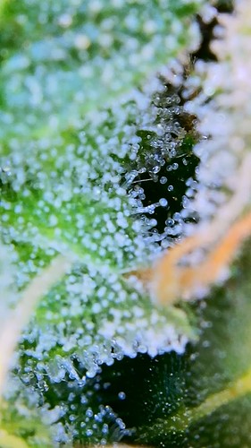 Growreport Bild 8