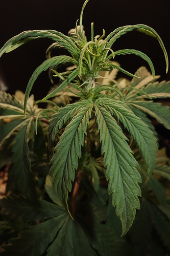 Growreport Bild 2