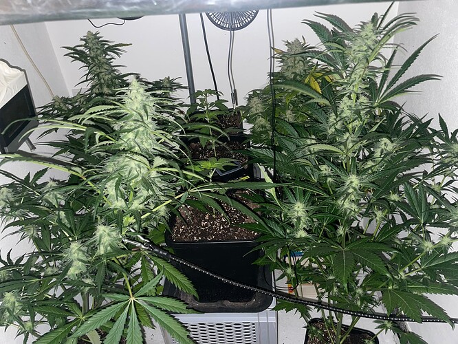 Growreport Bild 11