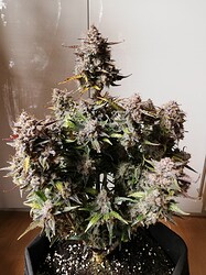 Mimosa_240122-1
