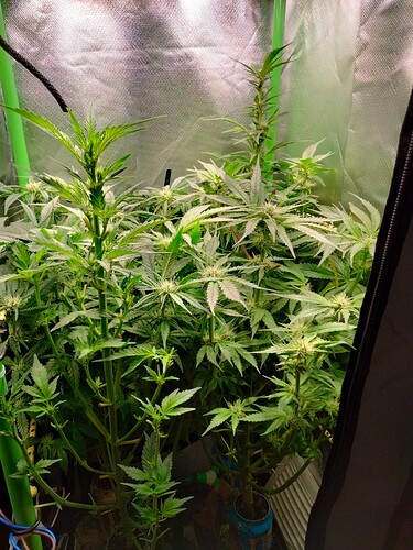 Growreport Bild 4