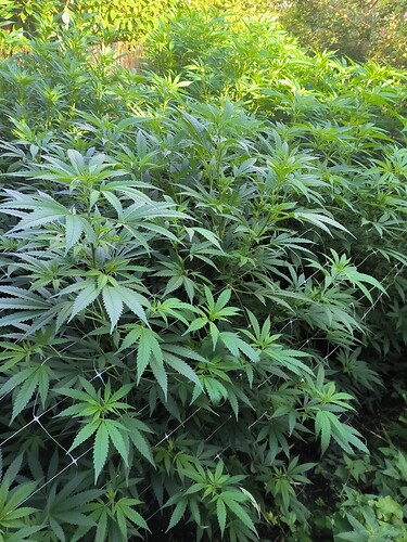 Growreport Bild 2