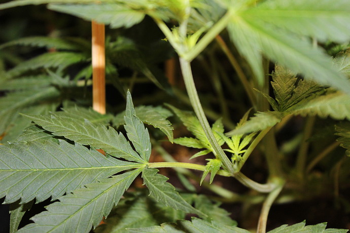 Growreport Bild 1
