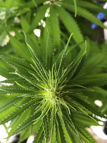 Growreport Bild 11