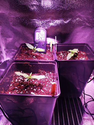 Growreport Bild 9