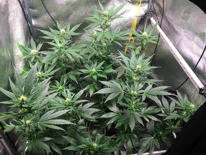 Growreport Bild 3