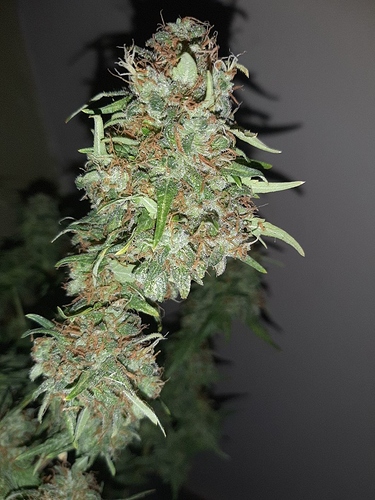 Growreport Bild 7