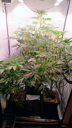 Growreport Bild 1