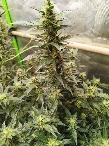 Growreport Bild 3