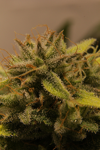 Growreport Bild 6