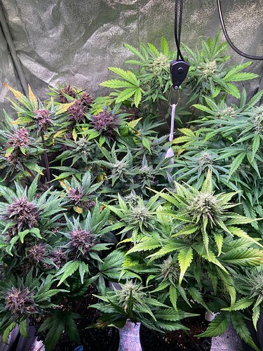 Growreport Bild 1
