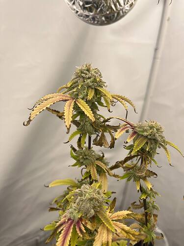 Growreport Bild 2