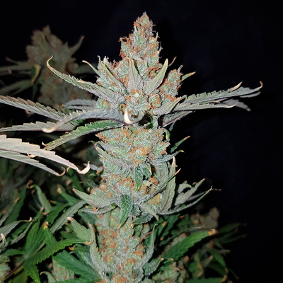 Growreport Bild 12