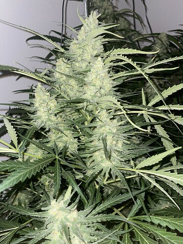 Growreport Bild 3