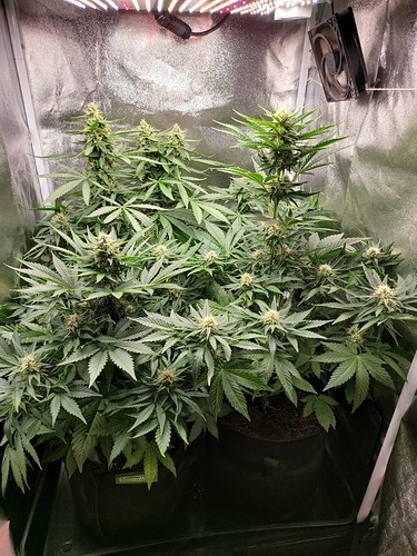 Growreport Bild 13
