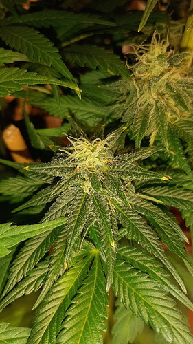 Growreport Bild 8
