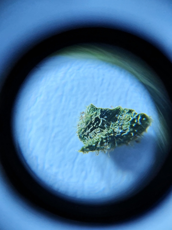 Gestrecktes Gras? - Konsum - Forum | Cannabisanbauen.net