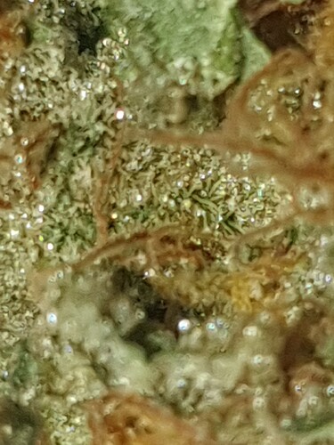 Growreport Bild 15
