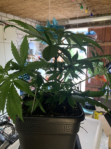 Growreport Bild 6