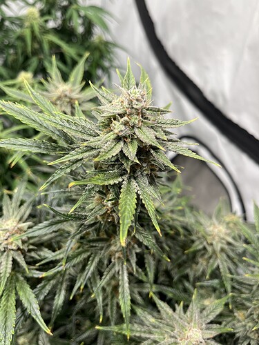 Growreport Bild 6