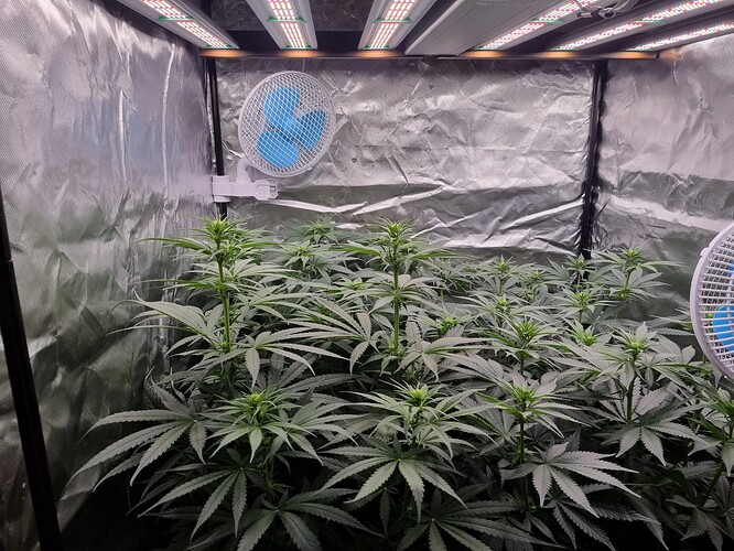 Growreport Bild 37