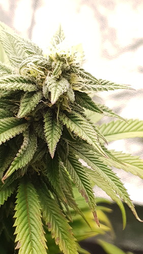 Growreport Bild 2