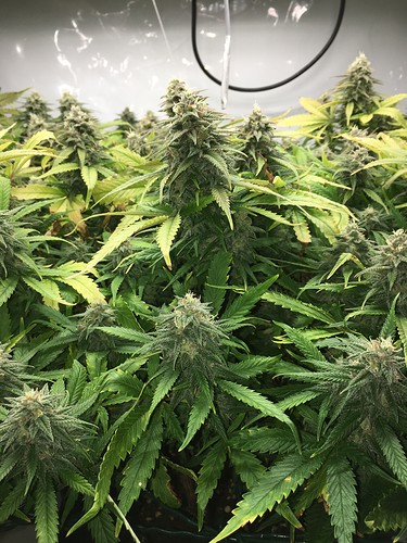 Growreport Bild 5