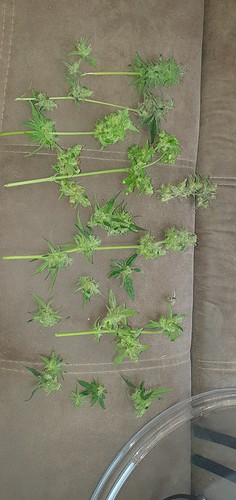 Growreport Bild 39