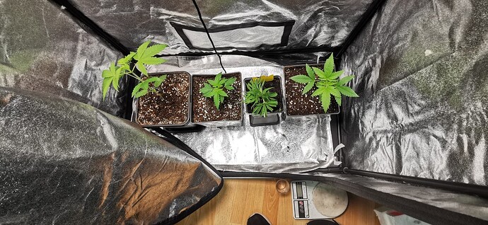 Growreport Bild 3