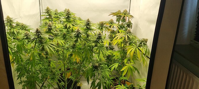 Growreport Bild 6