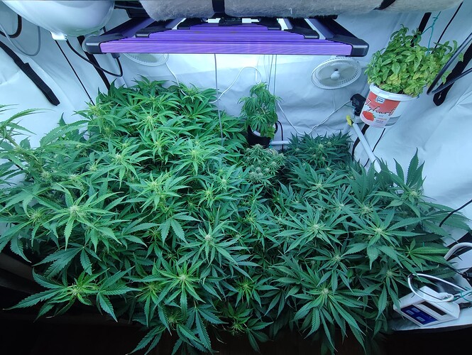 Growreport Bild 53