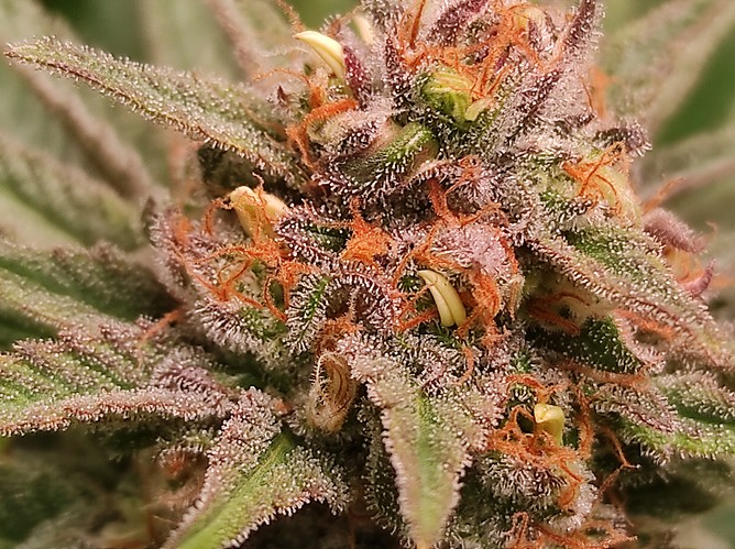 Growreport Bild 1