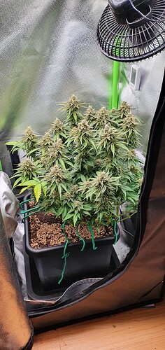 Growreport Bild 19