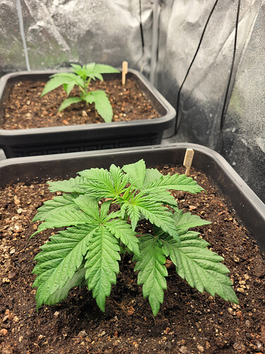 Growreport Bild 9