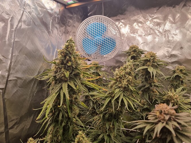 Growreport Bild 3