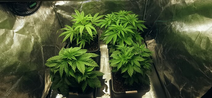 Growreport Bild 3