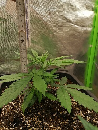 Growreport Bild 8