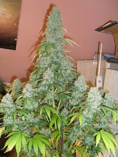 Growreport Bild 10