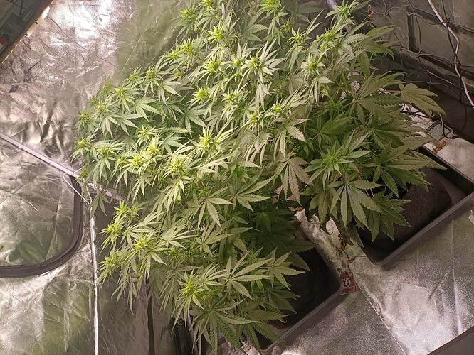 Growreport Bild 2