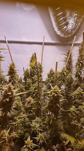 Growreport Bild 10