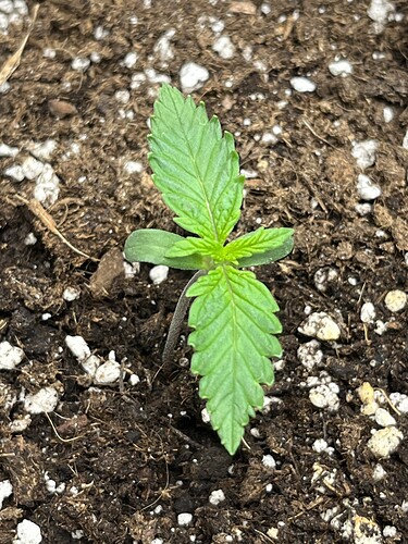 Growreport Bild 27